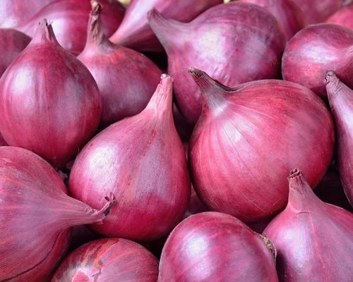 ONION