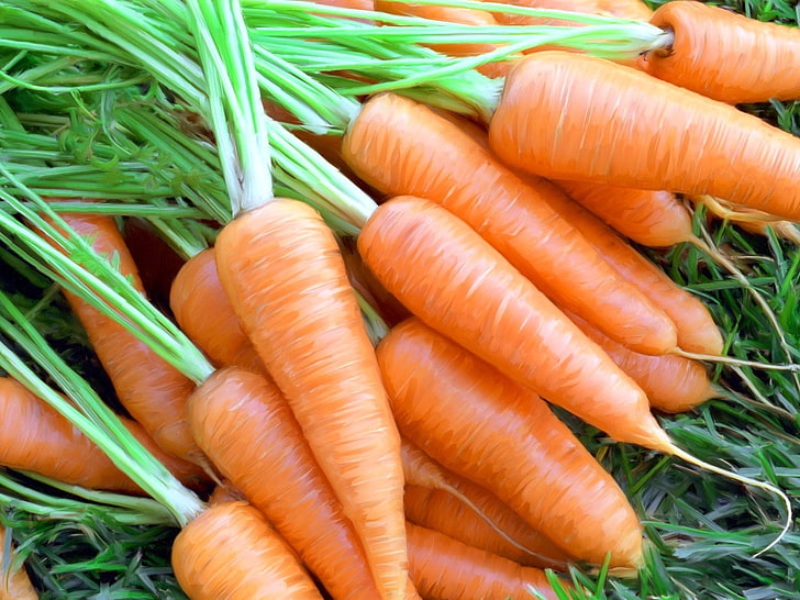 CARROTS